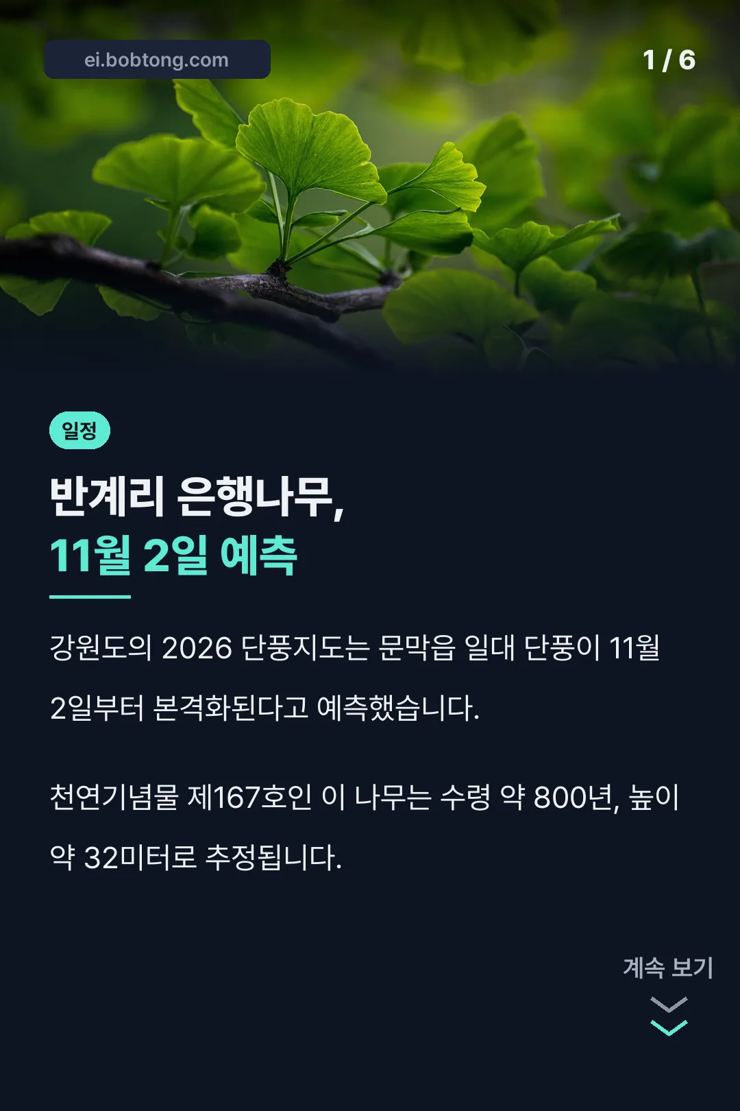 반계리 은행나무 절정 예측