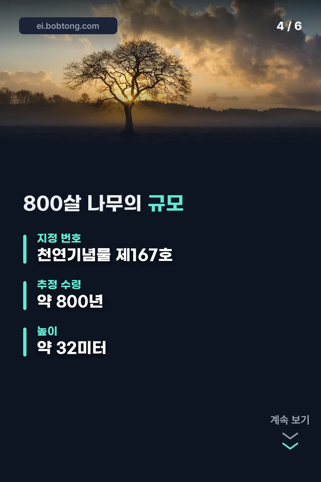 800년 나무의 규모