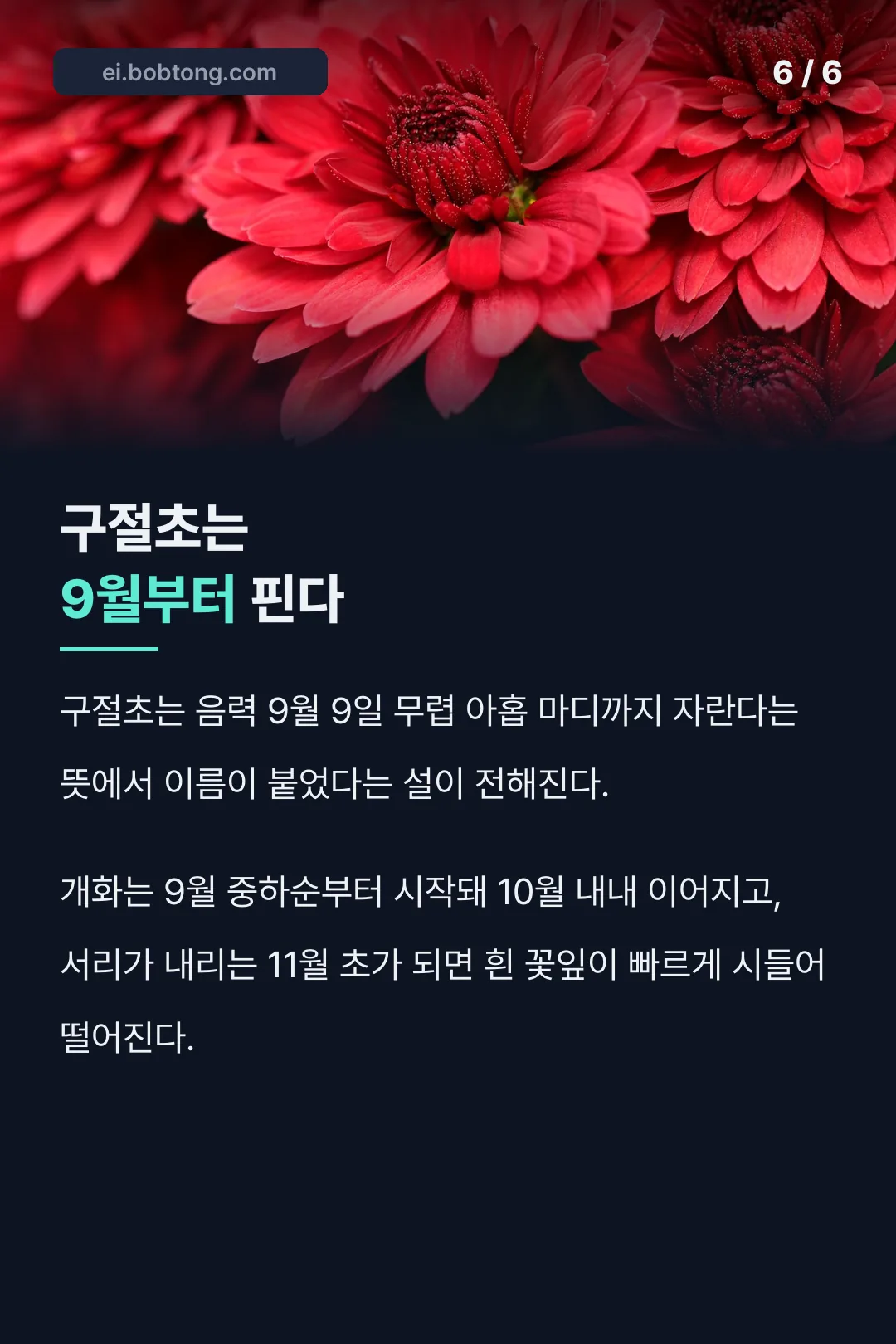 구절초 개화 시기