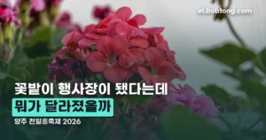 양주 천일홍축제 2026 — 메인 공연은 끝나도 꽃밭은 10월 18일까지