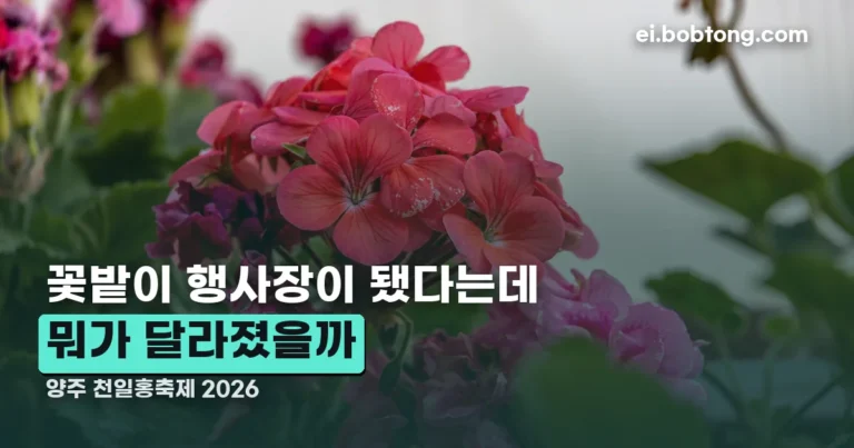 양주 천일홍축제 2026 정리 썸네일